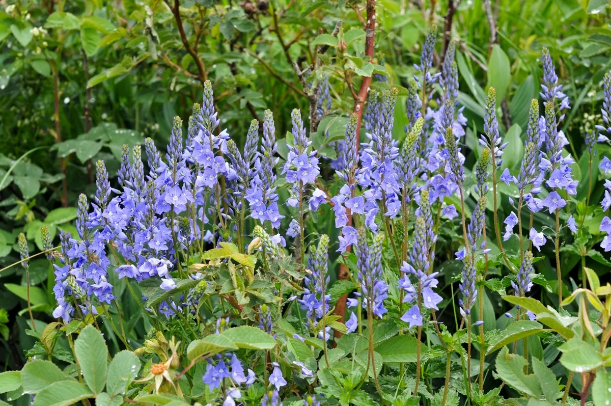 Veronica austriaca var. teucrium - De Tuin in vier seizoenen 53- winter 2025