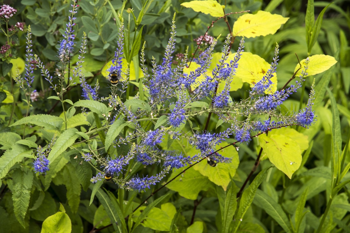 Veronica bachofenii - De Tuin in vier seizoenen 53 - 2025