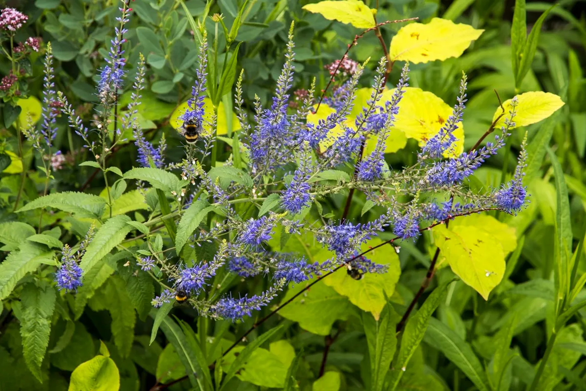 Veronica bachofenii - De Tuin in vier seizoenen 53 - 2025