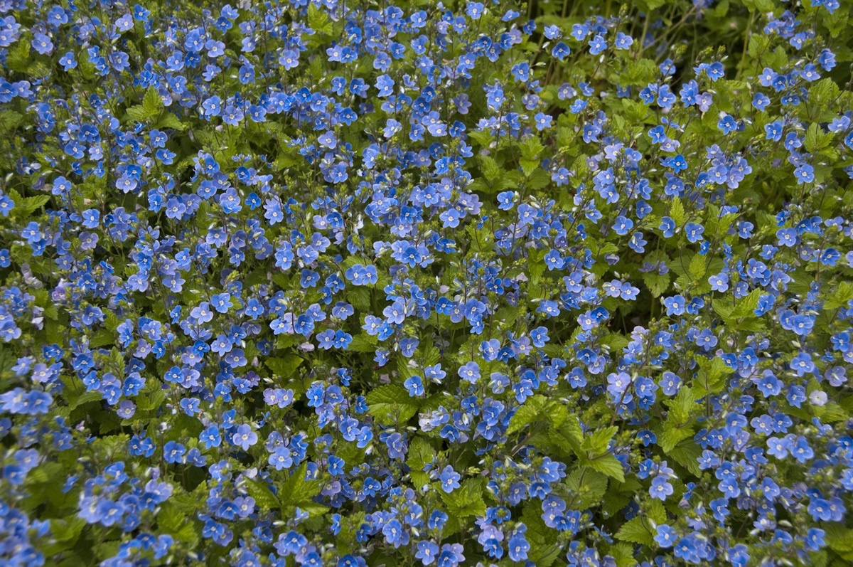 Veronica chamaedrys - De Tuin in vier seizoenen 53 - Winter 2025