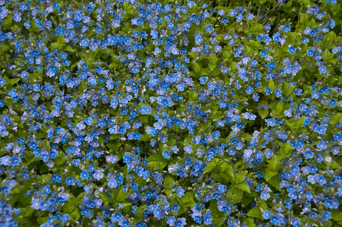 Veronica chamaedrys - De Tuin in vier seizoenen 53 - Winter 2025
