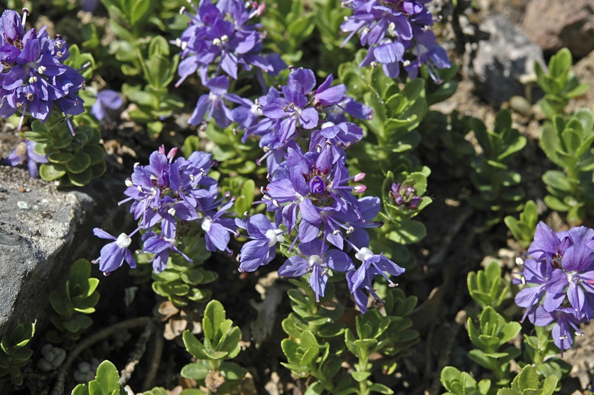 Veronica saturejoides - De Tuin in vier seizoenen 53 - Winter 2025
