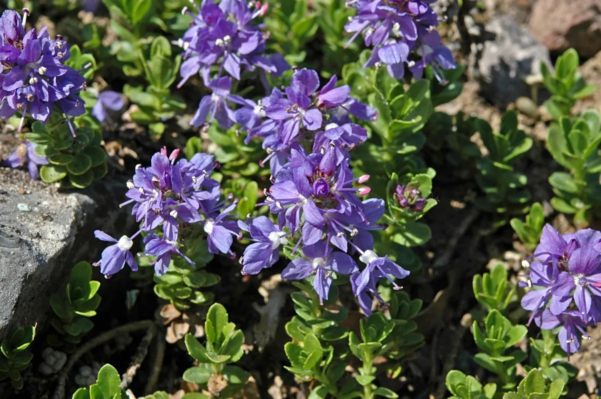Veronica saturejoides - De Tuin in vier seizoenen 53 - Winter 2025