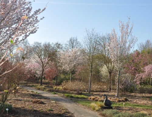 90 soorten bloeiende sierkersen