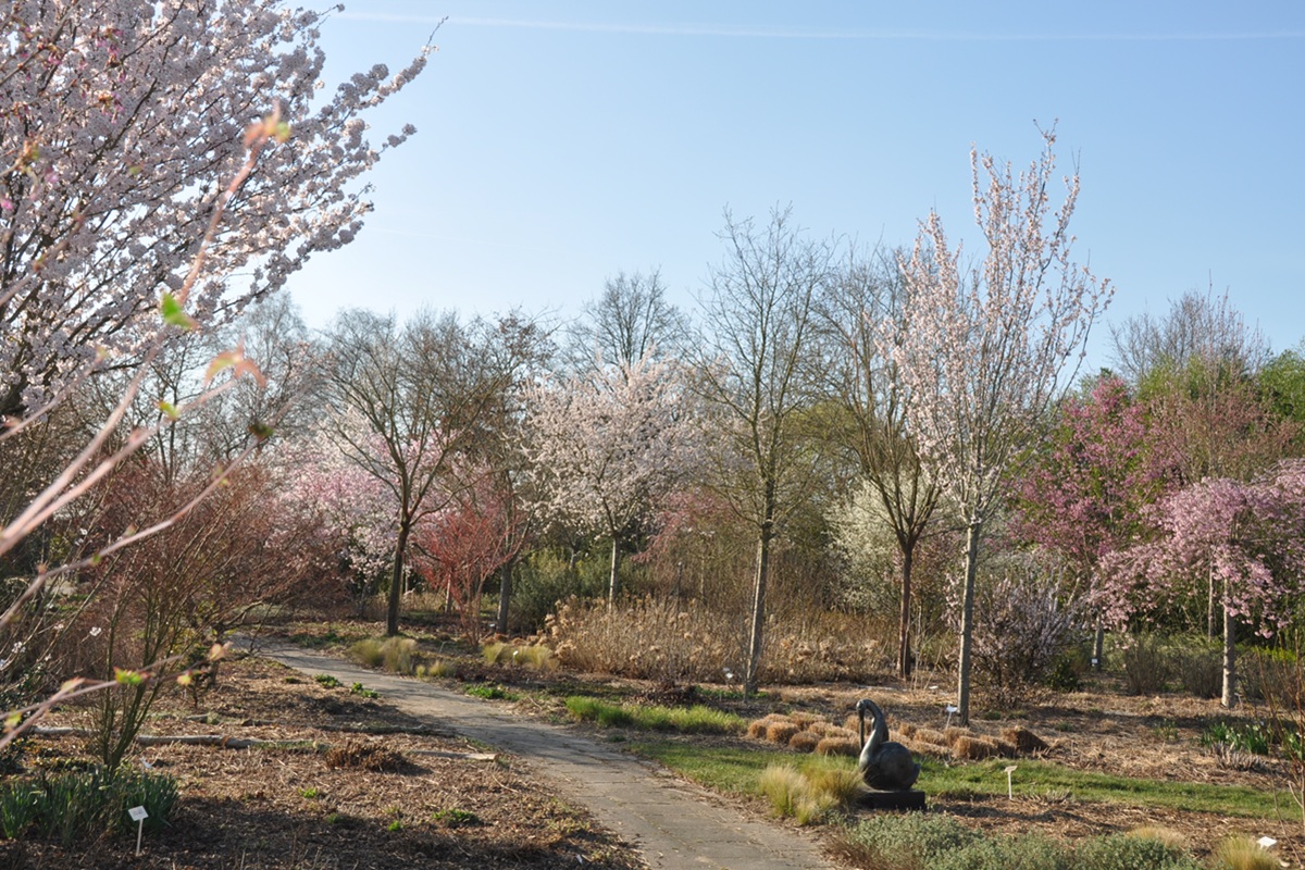 De Prunushof - Wilp - Sierkersen - De Tuin in vier seizoenen