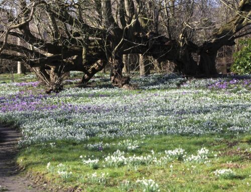 Stinzenfloraseizoen 2026