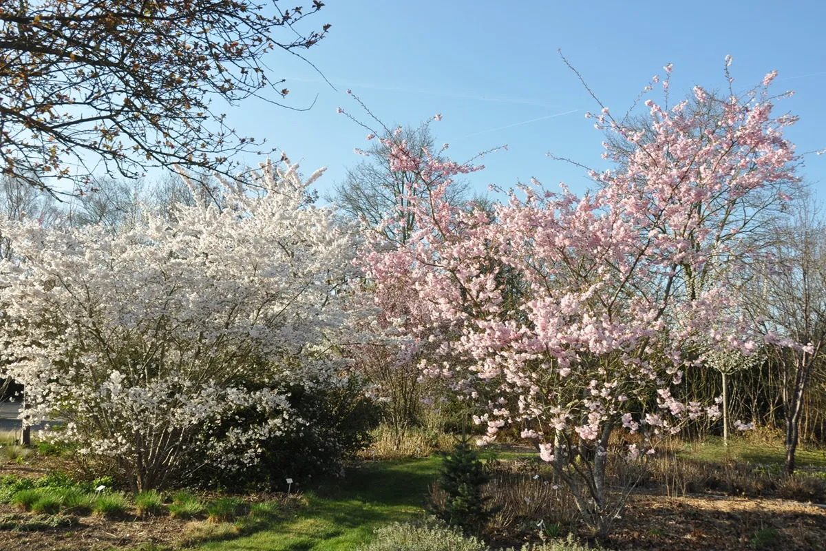 De Prunushof - Wilp - Sierkersen - De Tuin in vier seizoenen
