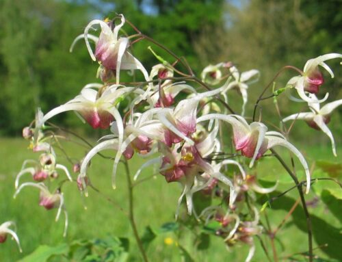 Maand van de Elfenbloem