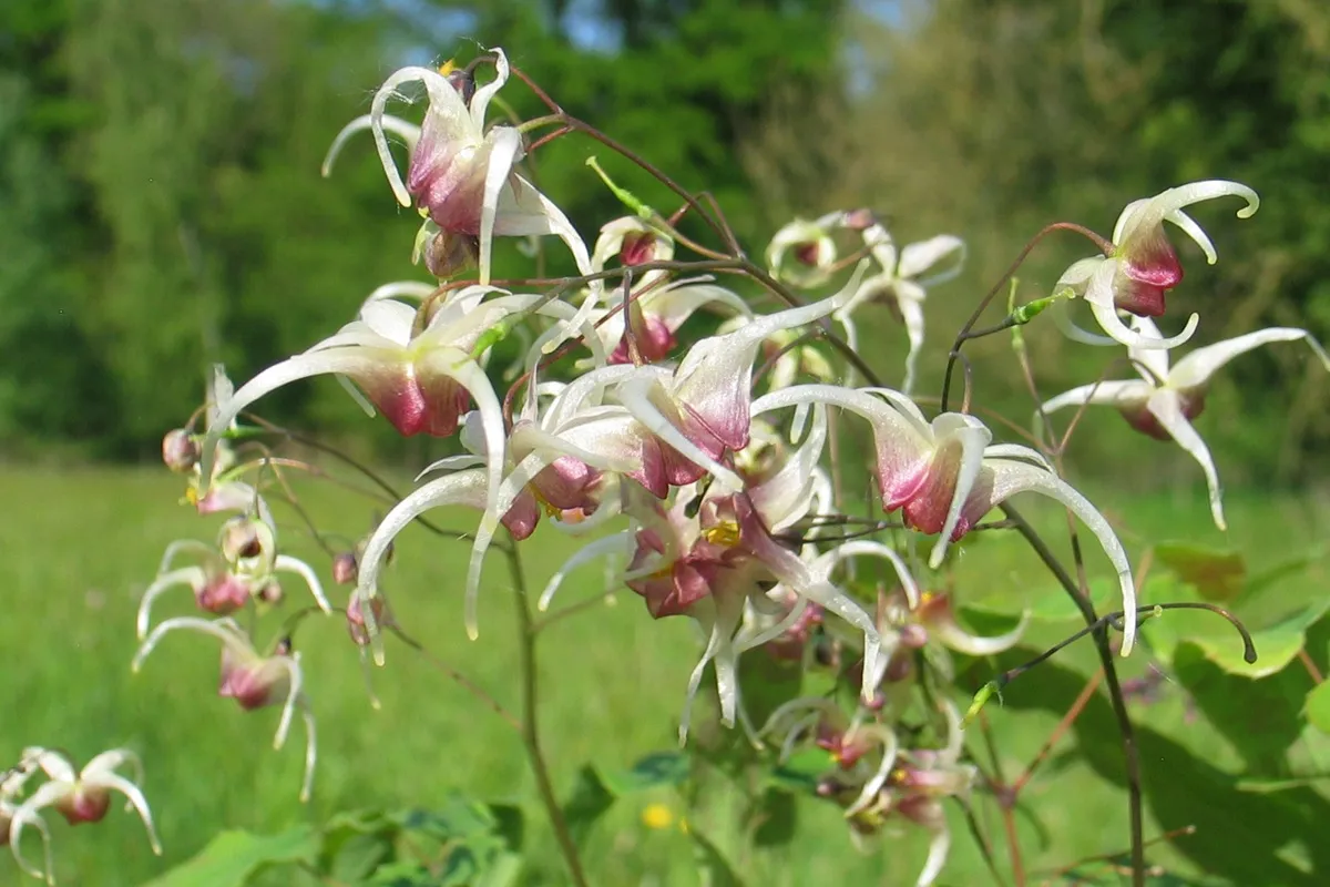 Epimedium Domino - Elfenbloem