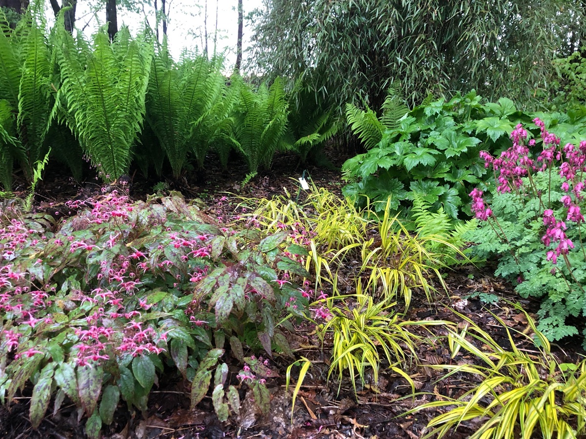 Epimedium - Elfenbloem