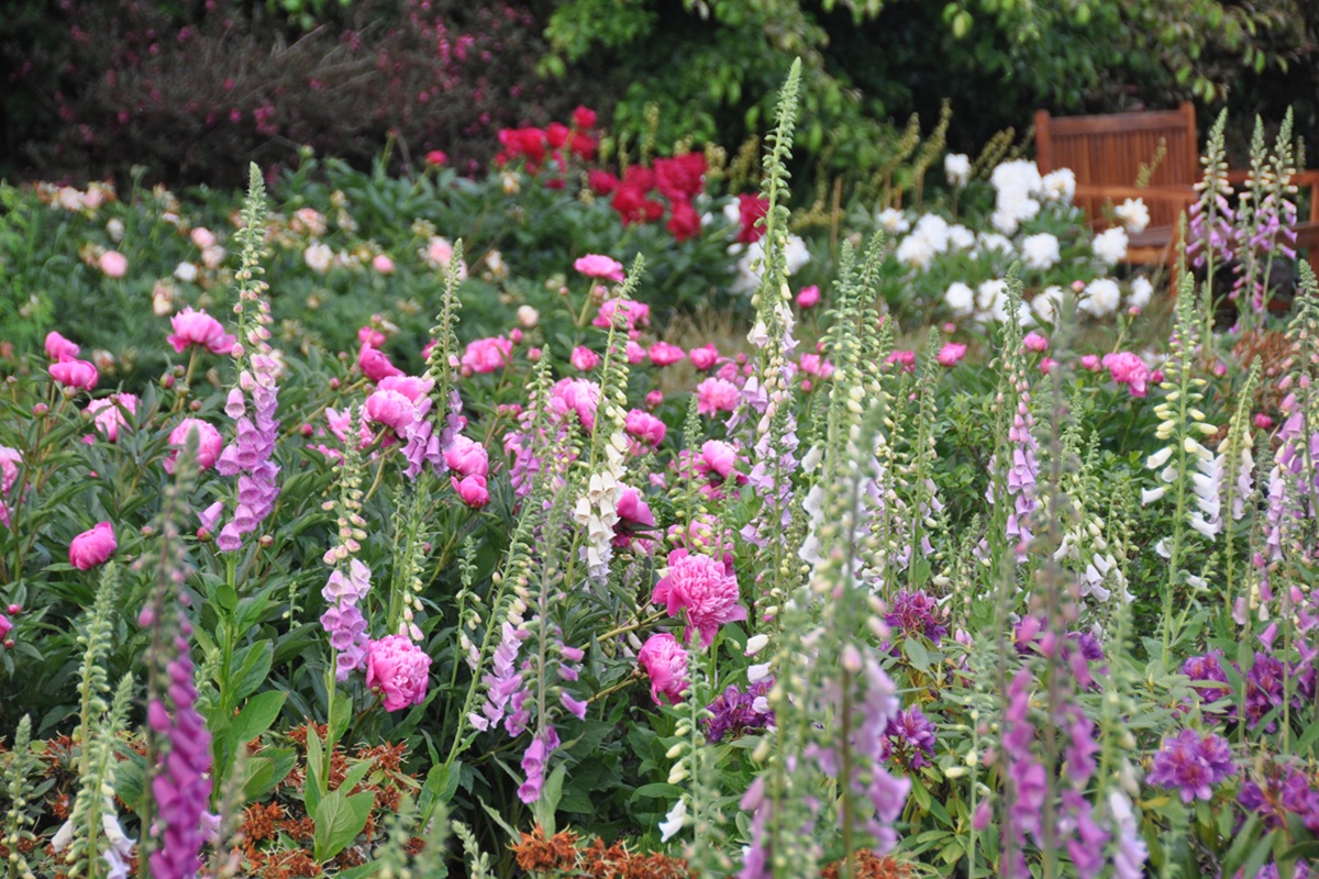 Pioenen-bloei De Prunushof - De Tuin in vier seizoenen