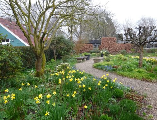 Bloembollenweekend in de Theetuin