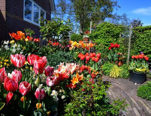Open tuin vol bloembollen
