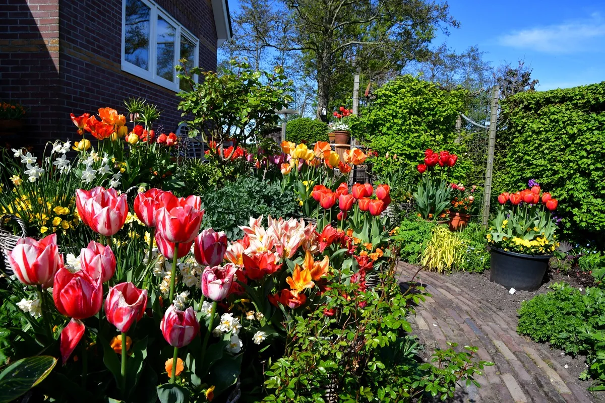 Versicolor Tuinen Bloembollen - De Tuin in vier seizoenen