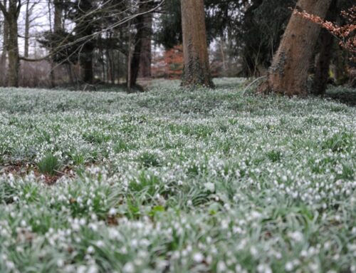 Sneeuwklokjes weekend: de lente komt eraan!