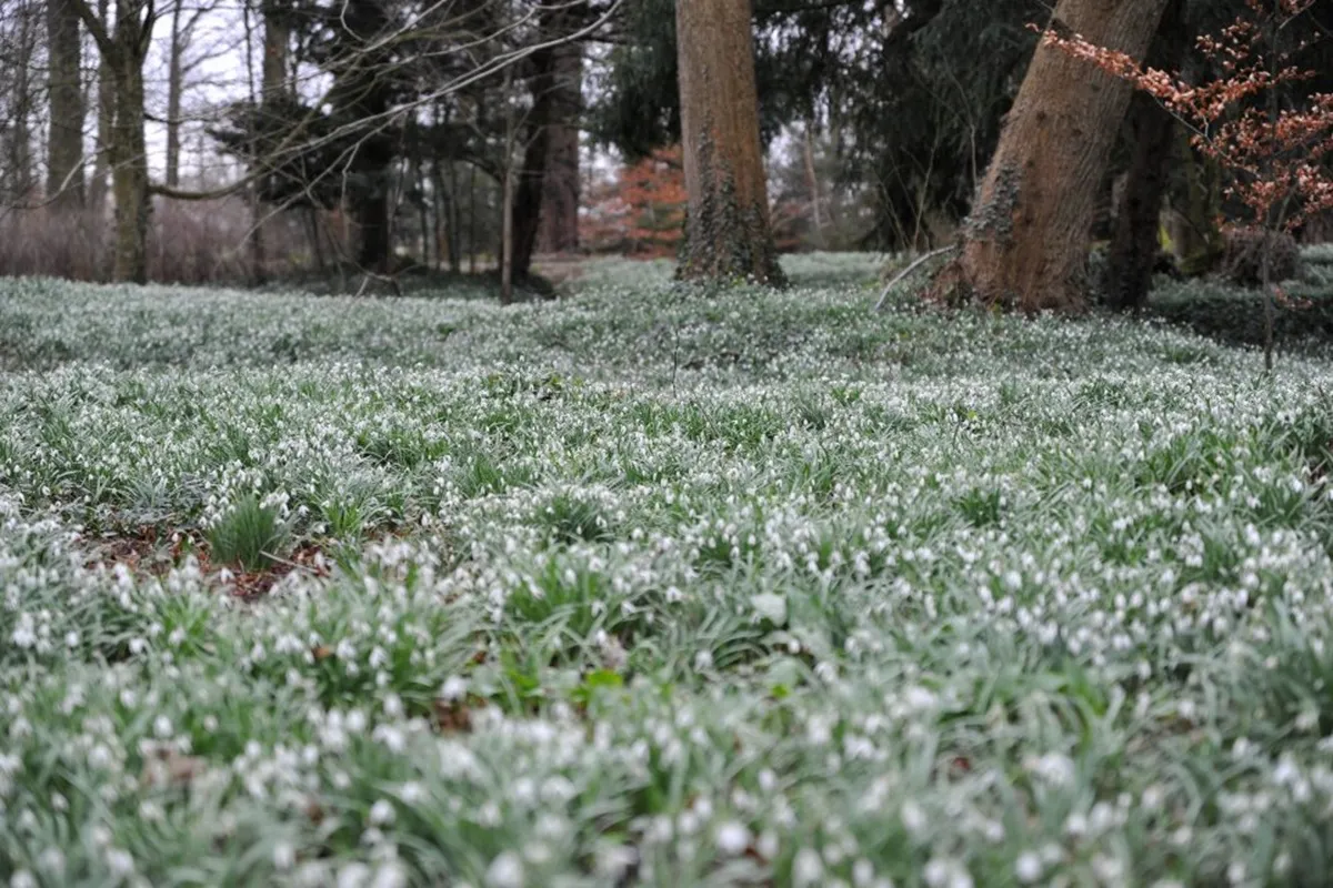 De Wildenborch Sneeuwklokjes