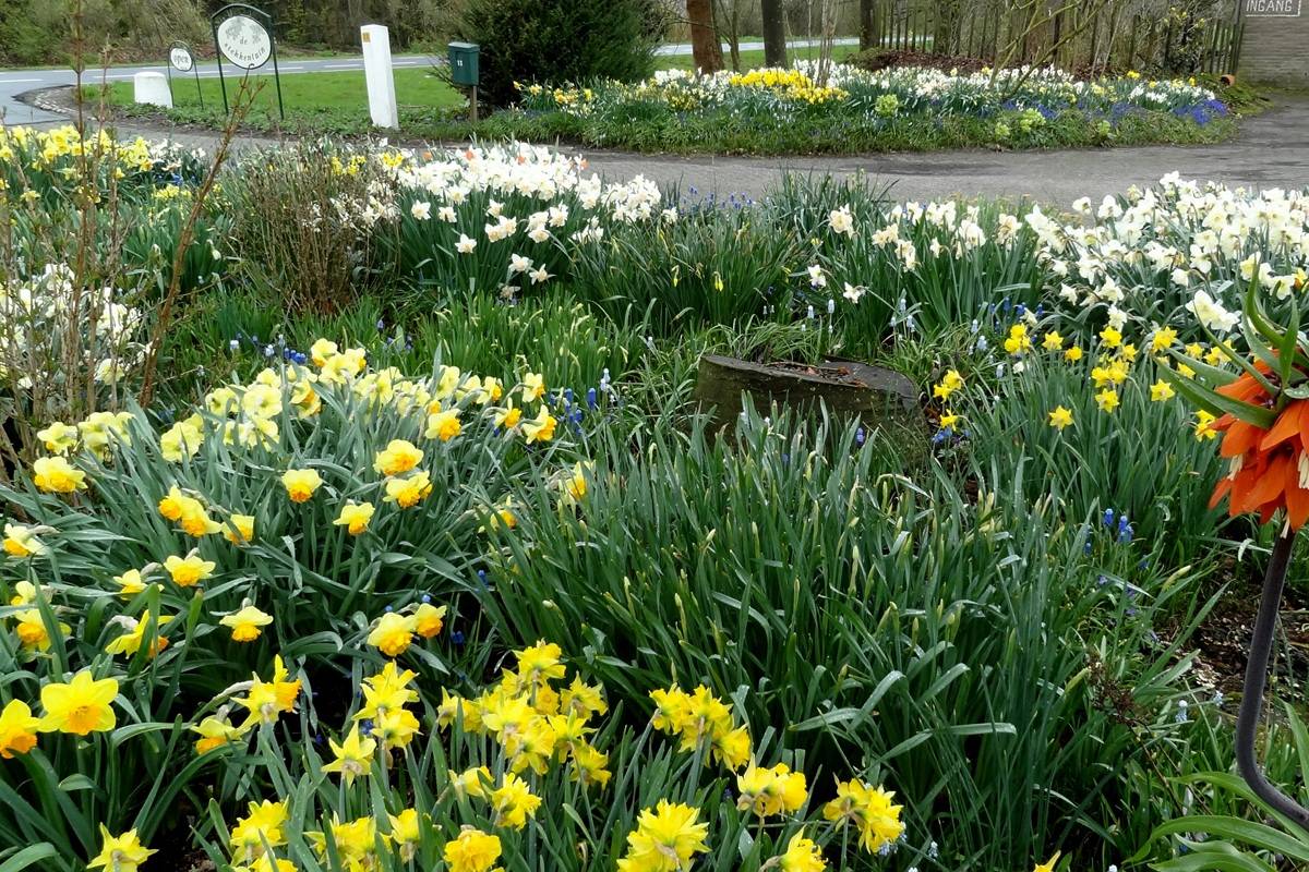 De Stekkentuin Narcissenborders Tulpenroute