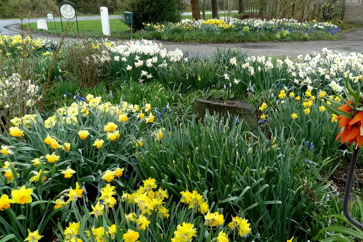 De Stekkentuin Narcissenborders Tulpenroute