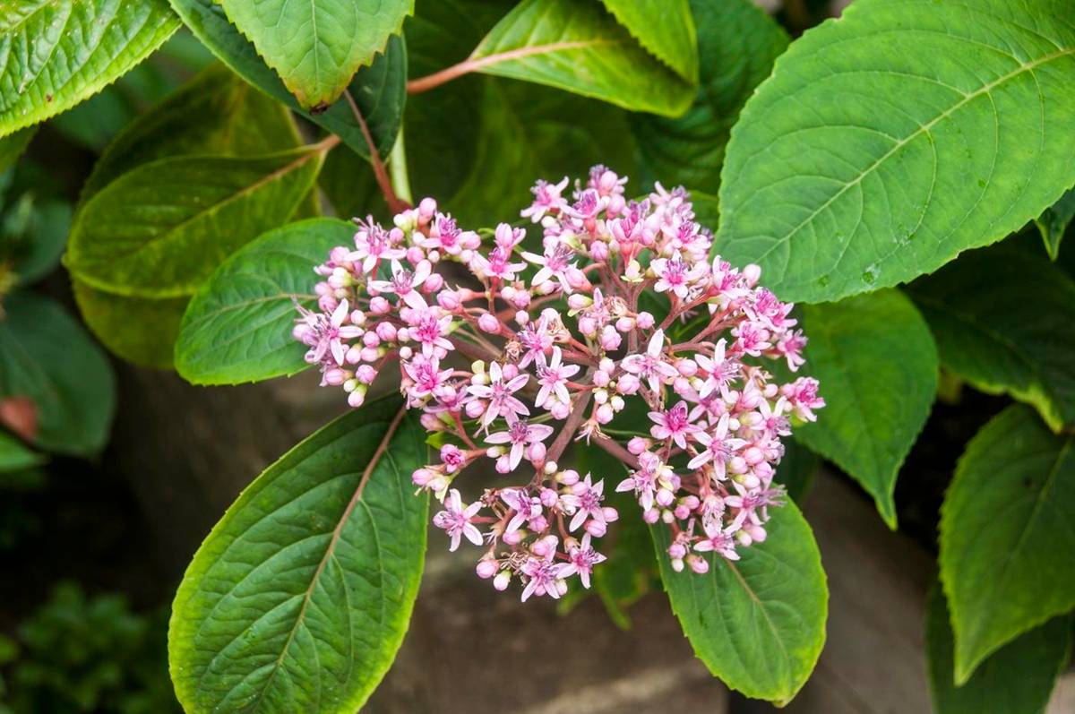 Dichroa febrifuga 'Lady in Blue' - De Tuin in vier seizoenen 54 - Lente 2026