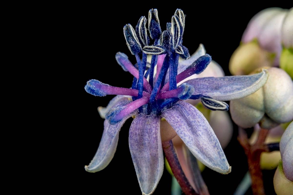 Dichroa x versicolor - De Tuin in vier seizoenen 54 - Lente 2026