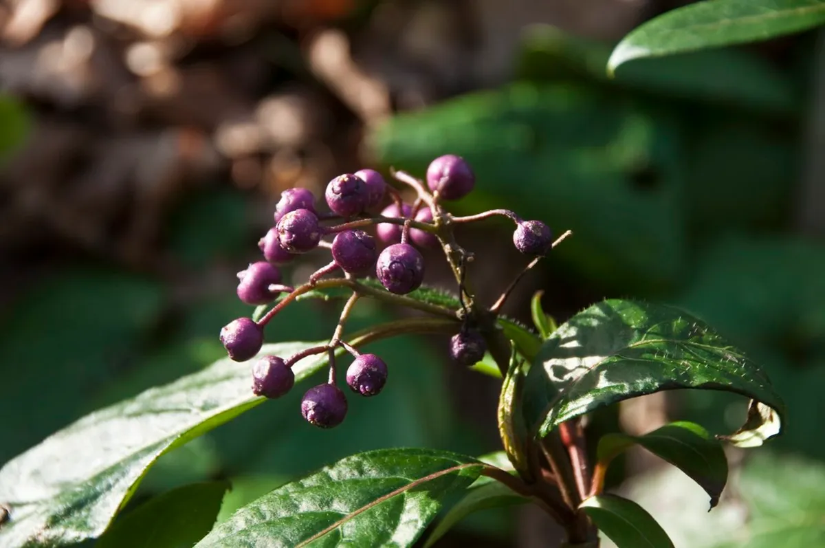 Dichroa x versicolor ---- De Tuin in vier seizoenen 2026