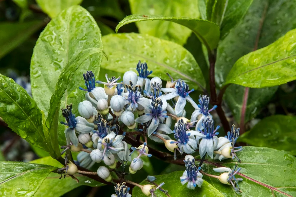 Dichroa x versicolor ---- De Tuin in vier seizoenen 2026