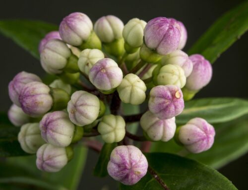 Zeldzaam mooi heestertje