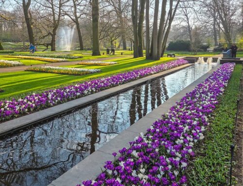 Keukenhof is open!