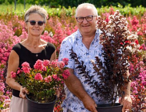 Lagerstroemia-collectie online verkrijgbaar