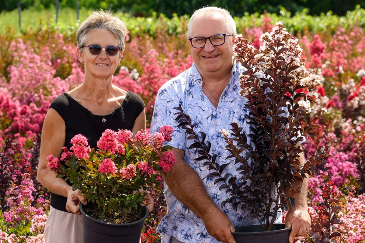 Kwekerij Sierplant.be Lagerstroemia 1200x800