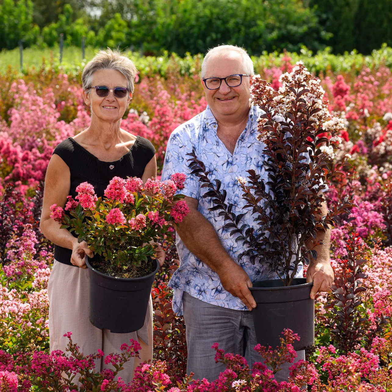 Kwekerij Sierplant.be Lagerstroemia - De Tuin in vier seizoenen
