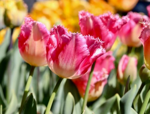 Een veld vol tulpen in de Hortus