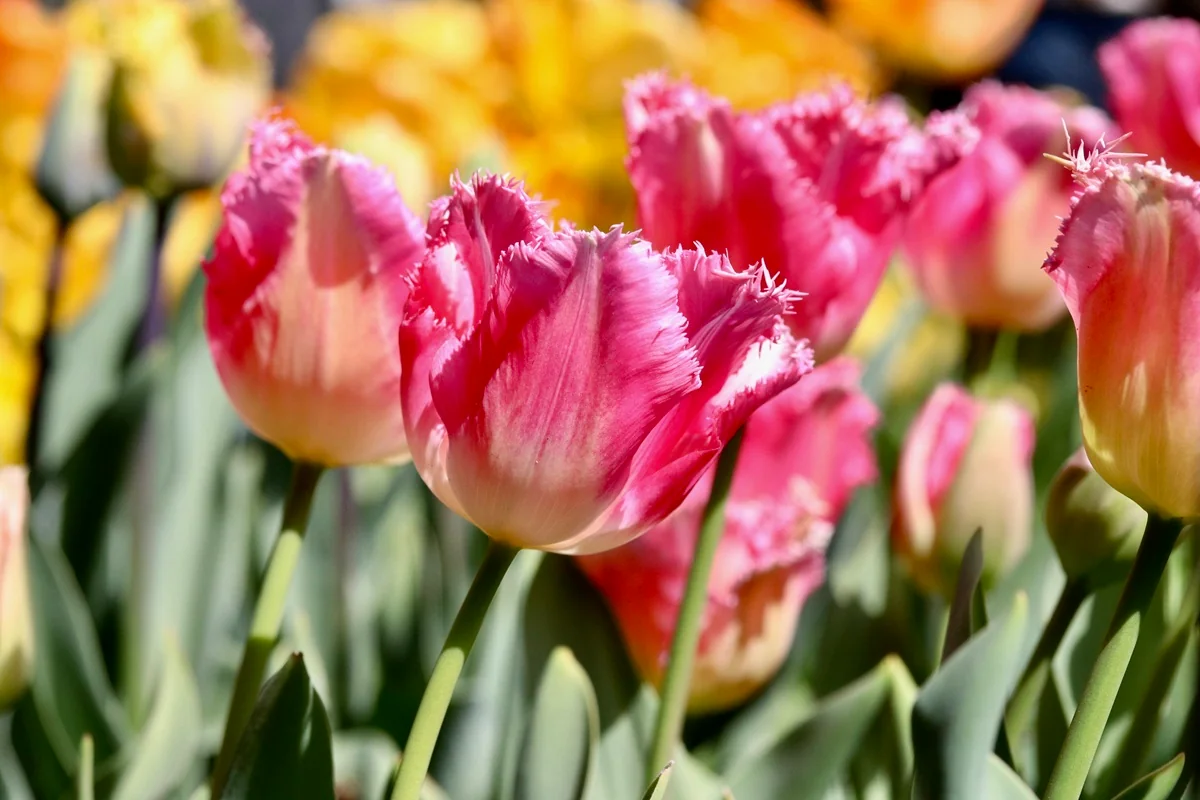 Tulipa Francy Frills uit 1972 - De Hortus Amsterdam - De Tuin in vier seizoenen