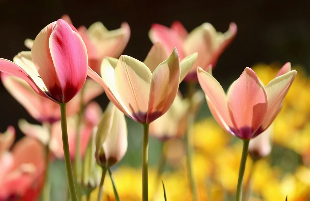 Tulipa clusiana Annika uit 2017 - De Hortus Amsterdam - De Tuin in vier seizoenen