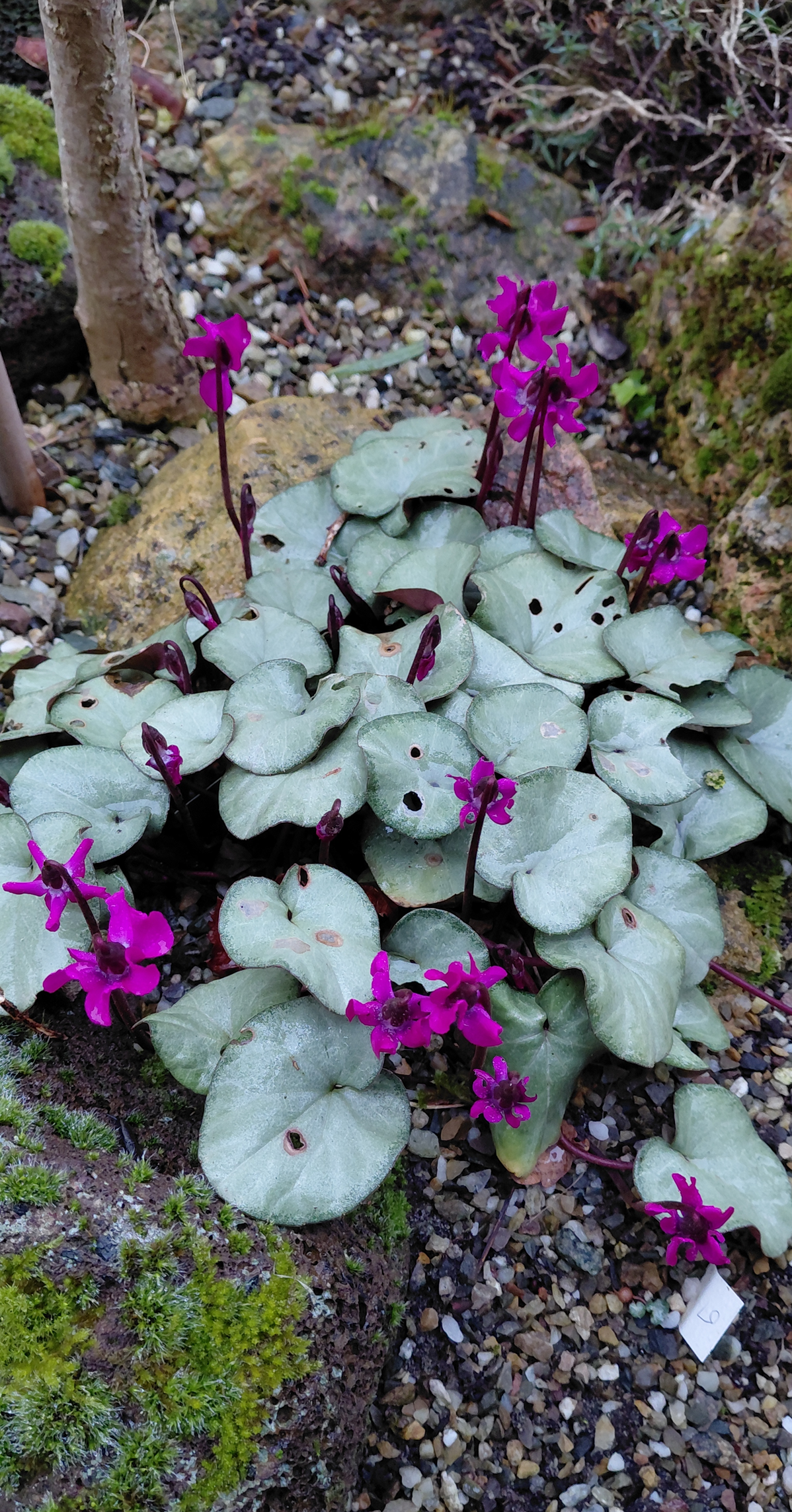 cyclamen in bloei Peppelenbos