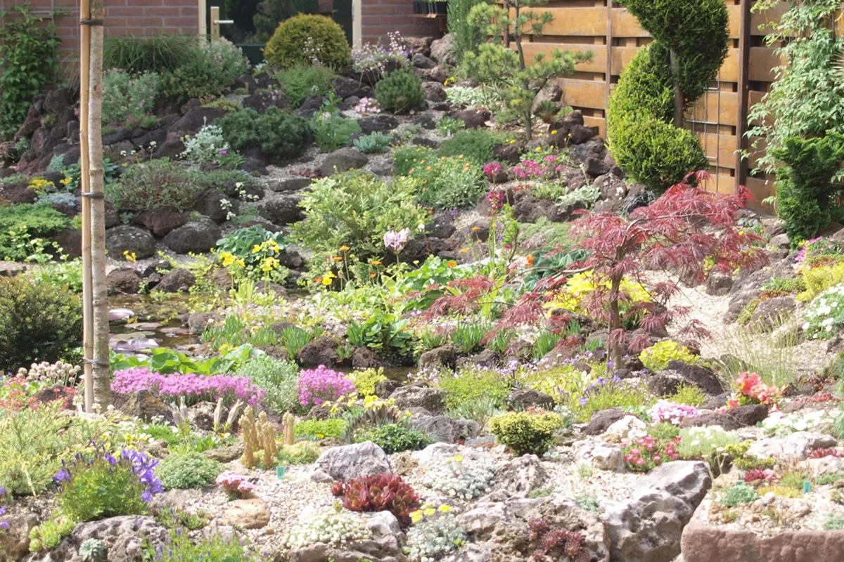 Lewisia and Rhodohypoxis World Alpine tuin en hobby kwekerij