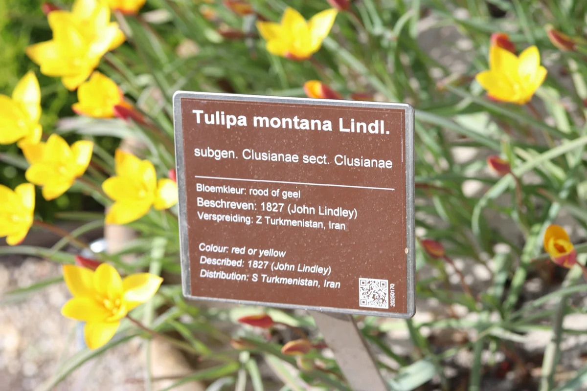 informatiebord bij Tulipa montana Lindl - De Hortus Amsterdam - De Tuin in vier seizoenen