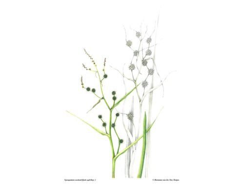 20 jaar Vereniging van Botanisch Kunstenaars