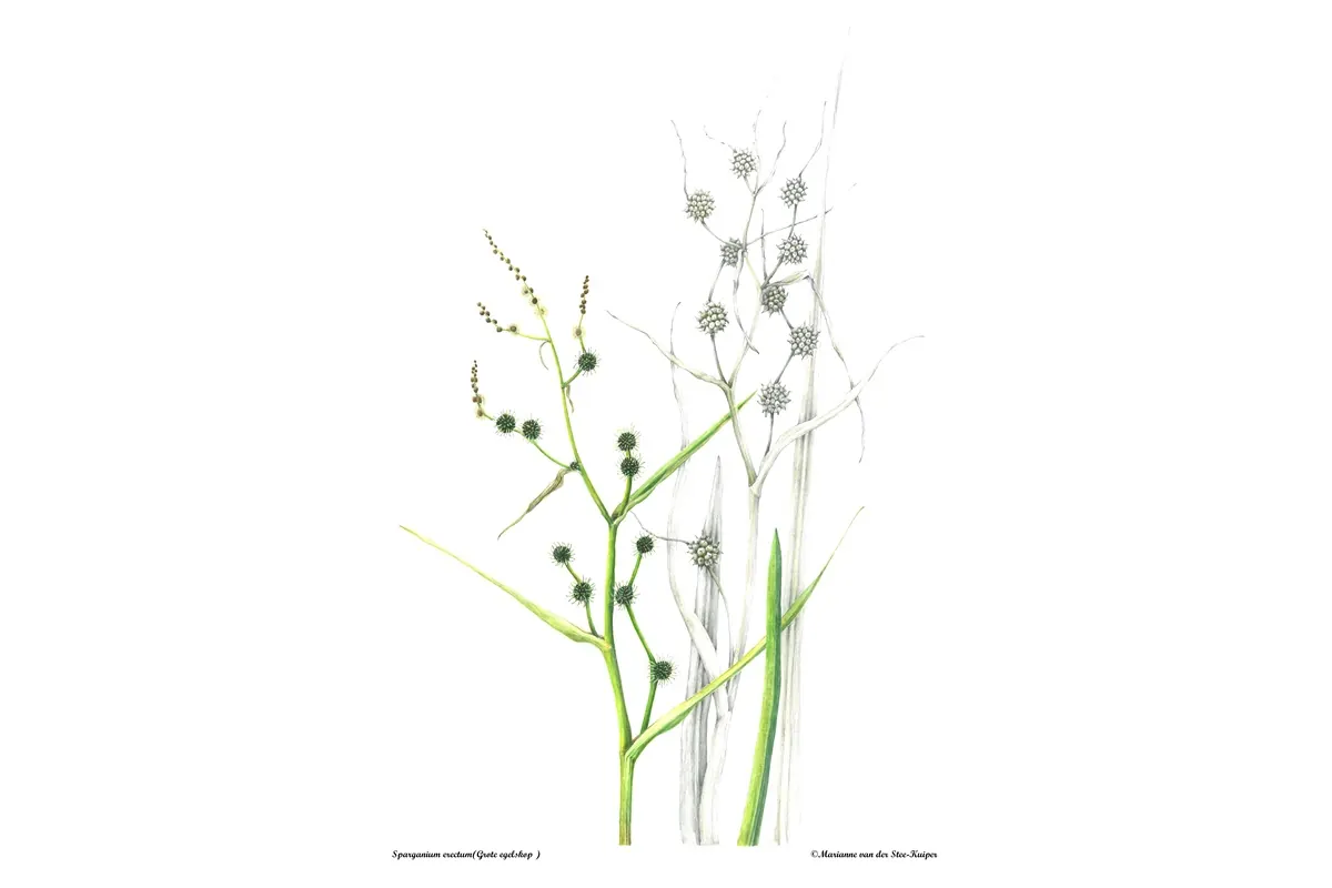 Gote egelskop Sparganium erectum Marianne van der Stee