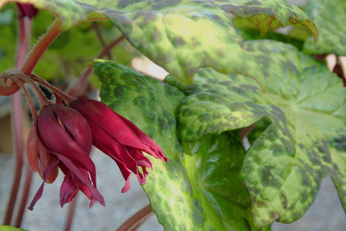 Podophyllum Spotty Dotty bloem - Tuingoed Foltz