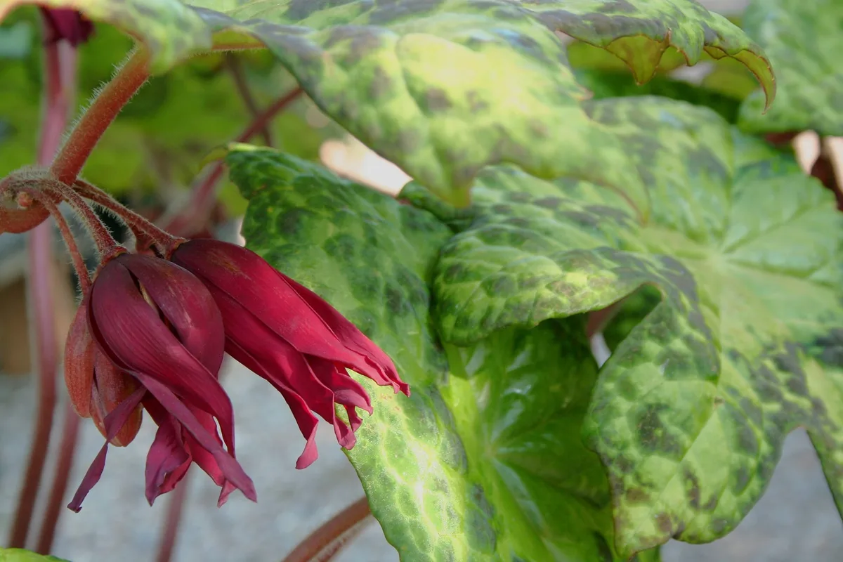 Podophyllum Spotty Dotty bloem - Tuingoed Foltz