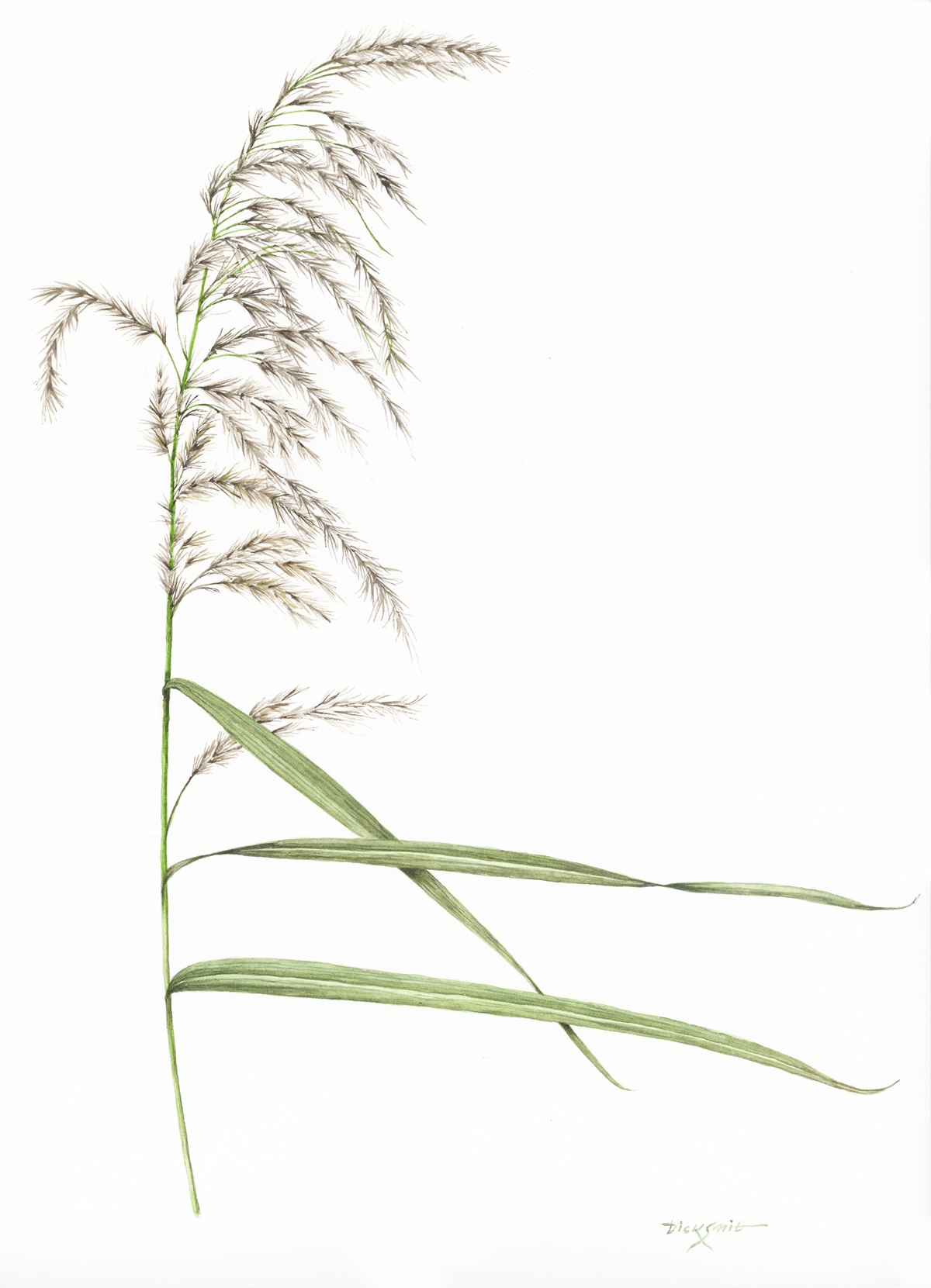 Riet Phragmites communis Dick Smit