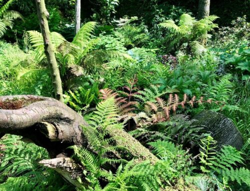 Varen- en Schaduwplanten-Dagen