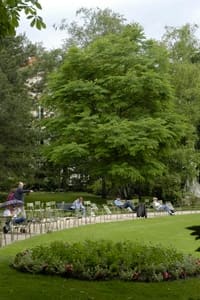 gymnocladus-gydioica