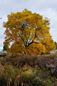 Gymnocladus dioica doodsbeenderenboom gele herfst verkleuring