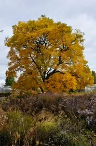 Gymnocladus dioica doodsbeenderenboom gele herfst verkleuring