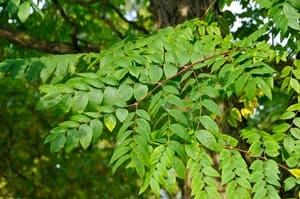 Gymnocladus dioicus groenblad