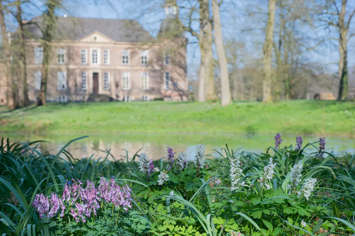 Holwortel en vingerhelmbloem langs de beek in het parkbos van Hackfort. Op de achtergrond het kasteel.