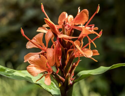 Tuinplanten met tropische allure