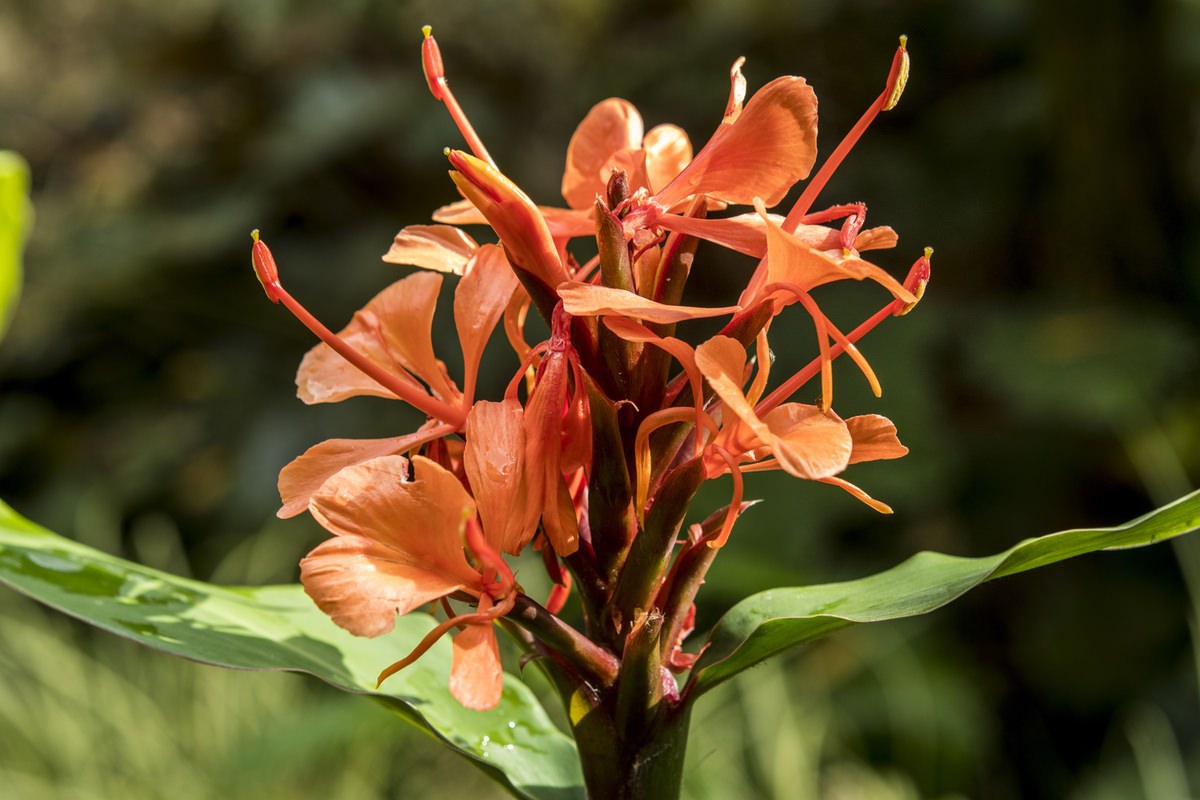 Hedychium deceptum( syn. Hedychium rubrum)